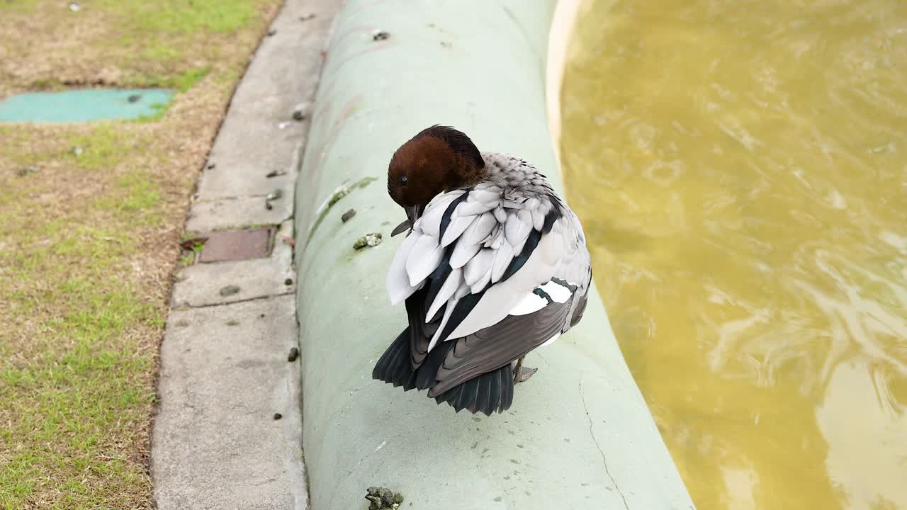물체 근처 에 있는 오리 가 몸 을 고 있다