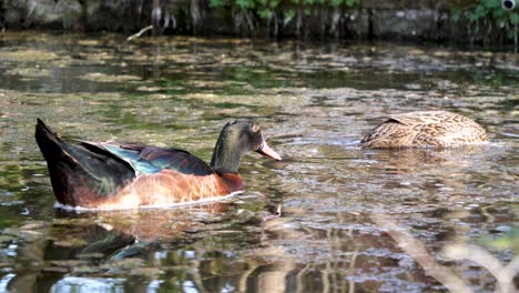 two mallard ducks swim in a black pond with a lot of algae