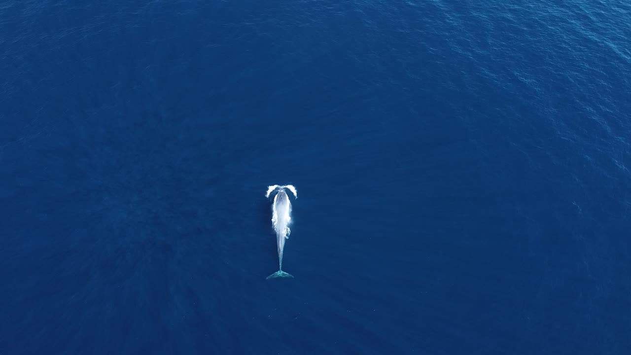 표면에 순항하는 거대한 푸른 고래