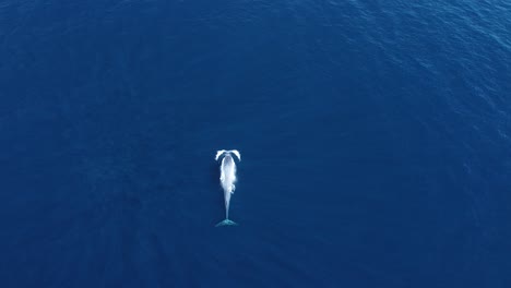 ballena azul gigante navegando en la superficie