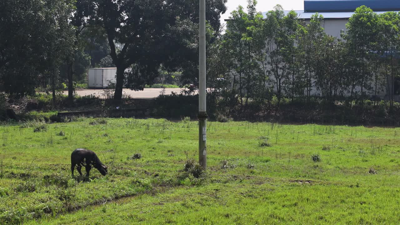 푸른 에서 조용히 먹이를 먹는 버팔로