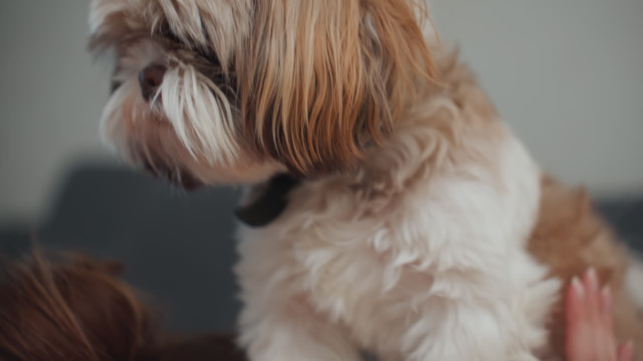 Donna incinta che abbraccia un cagnolino stretto sul divano, fronte e pelo che si toccano in un tenero primo piano, illuminazione soffusa e atmosfera domestica tranquilla, un momento intimo di maternità di calma e connessione.
