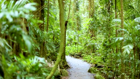 lush greenery surrounds a tranquil forest trail