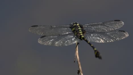 Die-Gemeine-Flanschschwanzlibelle-Kommt-Häufig-In-Thailand-Und-Asien-Vor