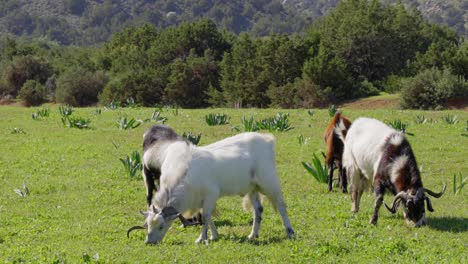 Wilde-Ziegen,-Die-Auf-Der-Akamas-halbinsel-Grasen