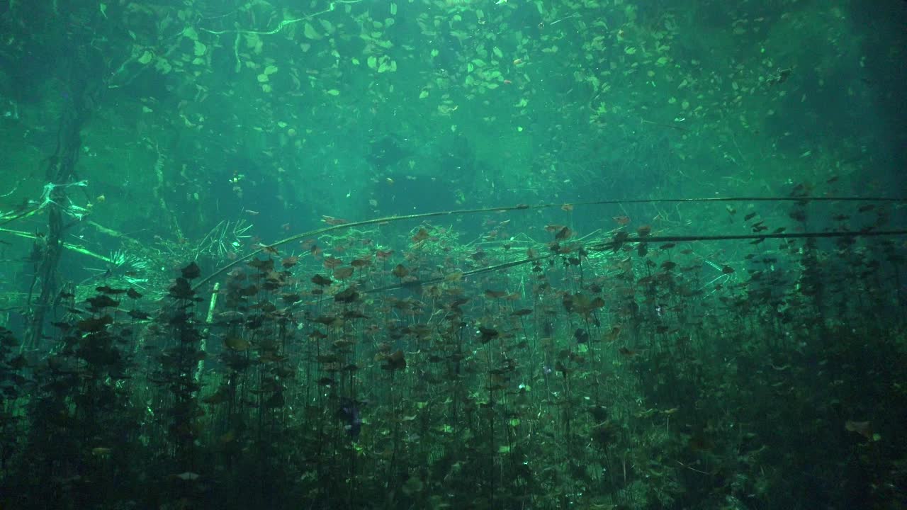 유카탄 멕시코의 동굴 시스템 세노테 세차장에서 표면에 도달하는 식물의 수중 풍경