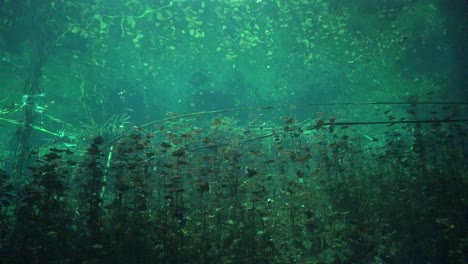 underwater view of plants reaching to the surface in cave system cenote carwash in yucatan mexico