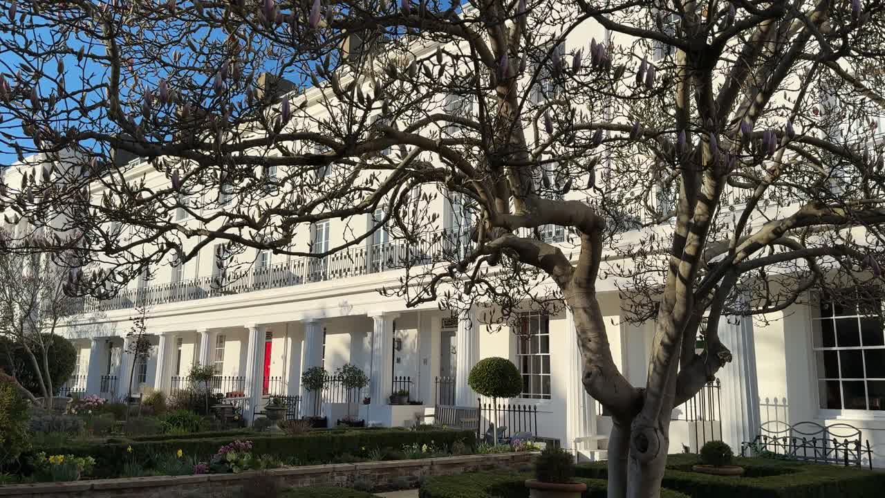 Eleganti villette a schiera bianche ad Alverstoke Gosport con un albero di magnolia in fiore, scatto verticale.