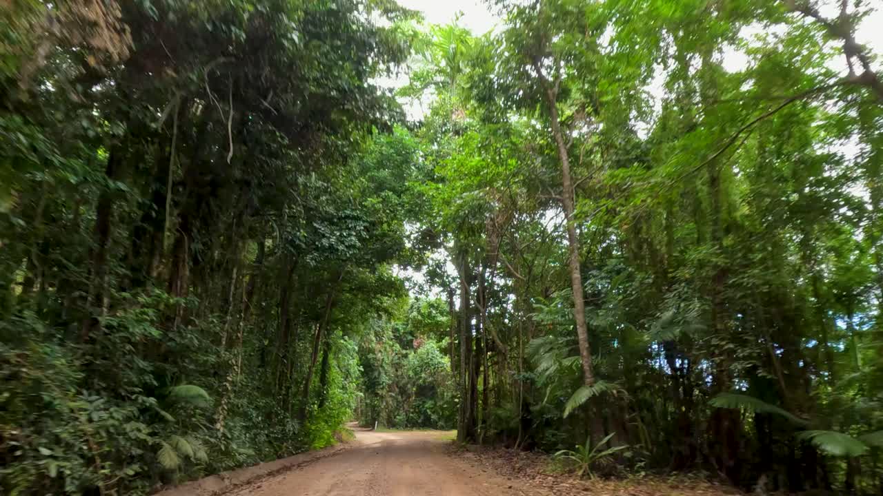 A serene drive along a dirt road through dense, vibrant rainforest in Port Douglas, showcasing natural beauty and tranquility