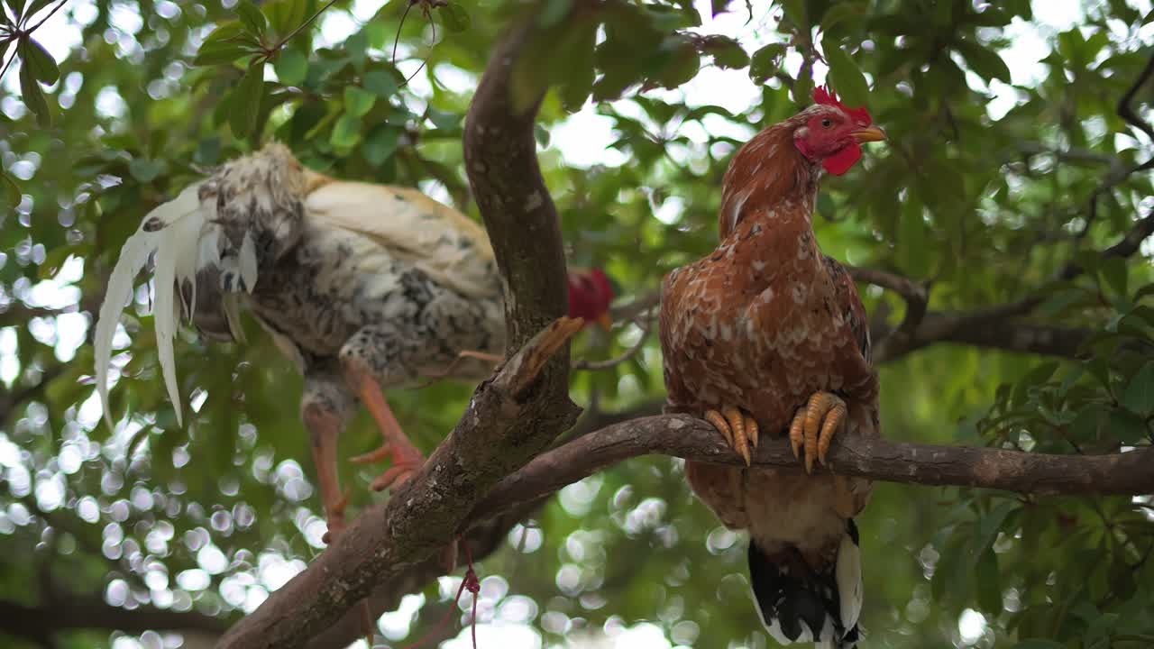 A low angle shot of two chickens hanging from a tree, looking down, in Minas Gerais, Brazil