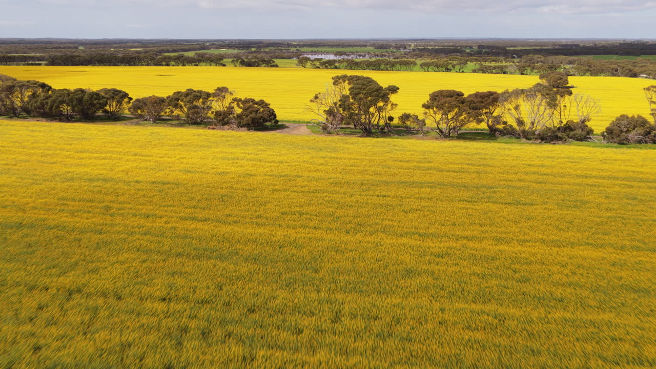 Low rising aerial over gorgeous yellow canola fields blooming in the springtime with dappled sunlight in Kangaroo Island, Australia, famous for sustainable agriculture, plant and wildlife diversity
