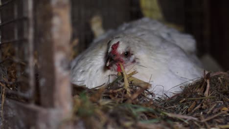 a mother hen is sitting on the eggs in a ukrainian village