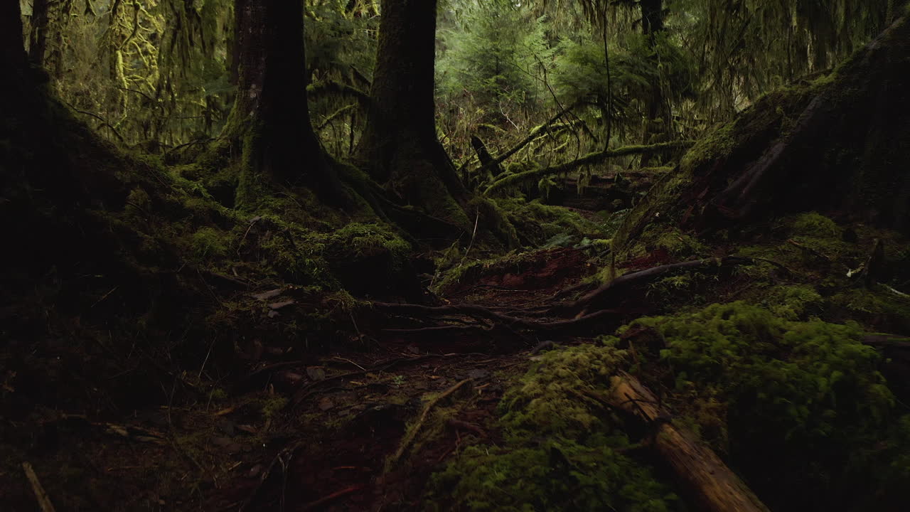 parque nacional olímpico, estado de washington, ee.uu. - árboles y troncos de enfermera en el antiguo bosque del bosque tropical de hoh - tiro de pov