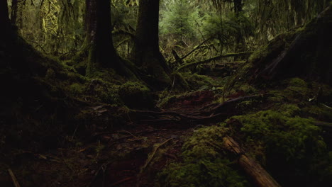 parque nacional olímpico, estado de washington, ee.uu. - árboles y troncos de enfermera en el antiguo bosque del bosque tropical de hoh - tiro de pov