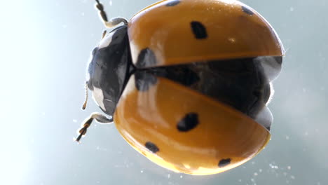 Ladybug spreading wings in macro close up view