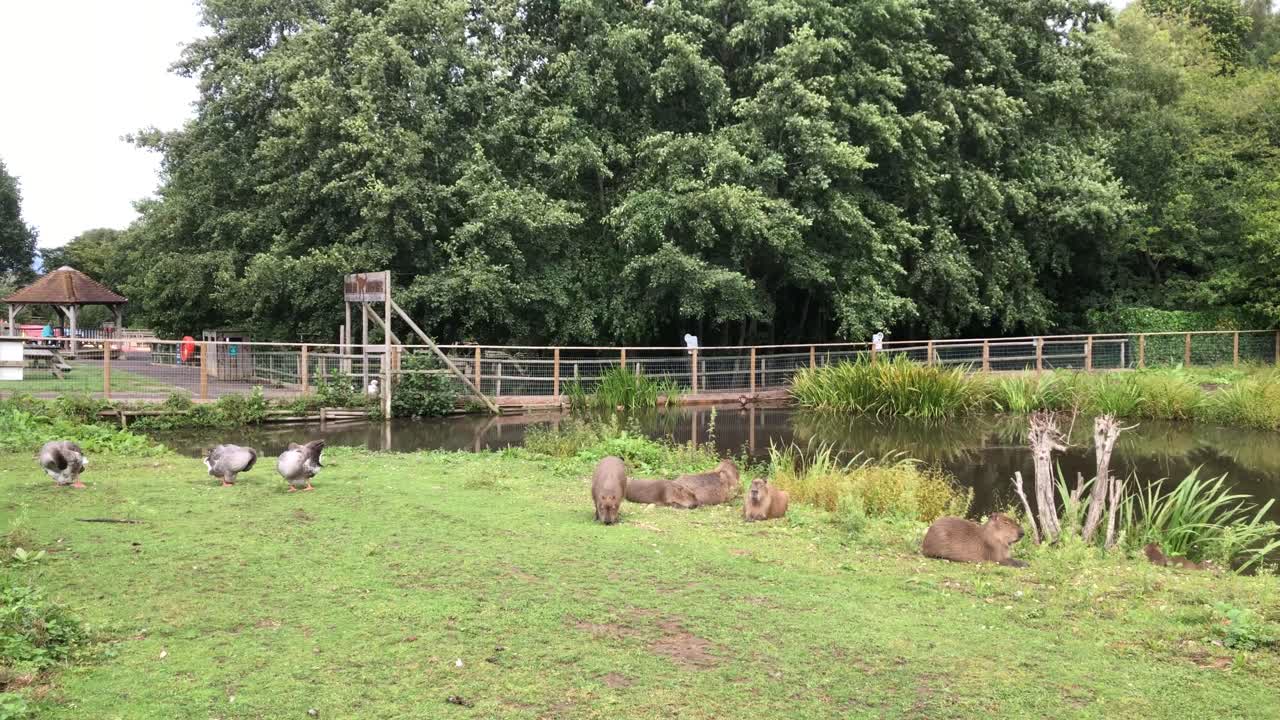 Capybara relax on a damp day at Jimmys farm in Ipswich, Suffolk, UK. 29.08.25