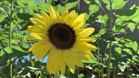 Girasol-De-Verano-Brillante-Y-Amarillo-Aislado-En-Un-Fondo-Verde-Frondoso