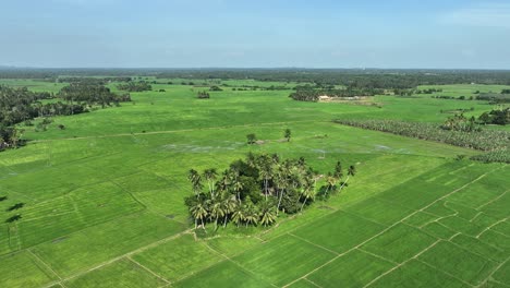 Embark-on-a-mesmerizing-journey-as-the-drone-glides-over-the-lush-paddy-fields-and-swaying-coconut-trees-of-Sri-Lanka,-capturing-the-picturesque-beauty-of-the-countryside