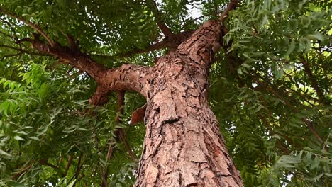 neem tree bark, an old neem tree also known as azadirachta indica, branches of neem tree during a bright sunny day also used as natural medicine-3