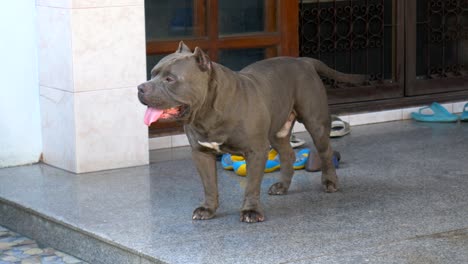 young pitbull dog