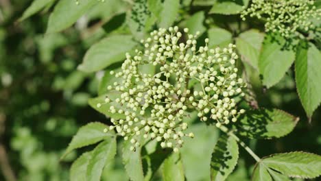 elderberry buds - sambucus nigra bush swings in sunny summertime