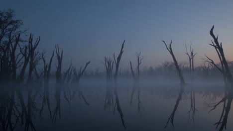 misty morning in a dead forest