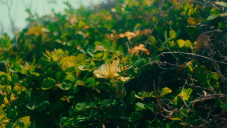 close-up of a yellow flower in a green bush