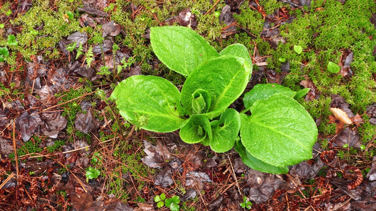 Draufsicht auf leuchtend grüne Stinktierkohlblätter, bedeckt mit Regentropfen, auf einem feuchten Waldboden aus Moos, Kiefernnadeln und verrottendem Laub.