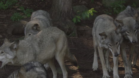 Fauna-Canadiense:-Manada-De-Lobos-Juntos-En-El-Bosque.