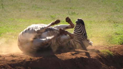 Zebra-Dreht-Sich-Auf-Den-Rücken,-Kratzt-Sich-Und-Wirbelt-Staub-Auf