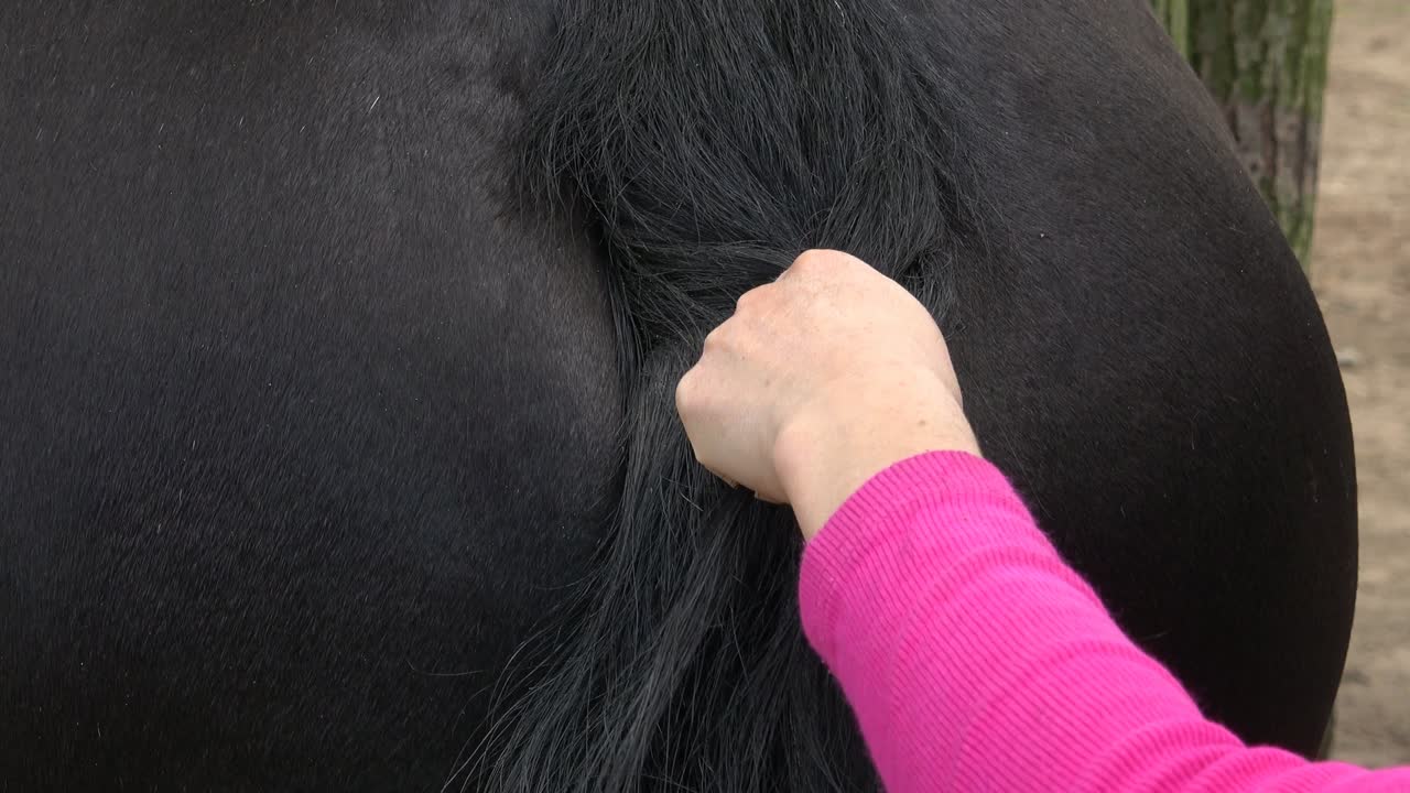 cola de caballo frisón con trenza. primer plano de las manos femeninas arreglando el caballo en el rancho.