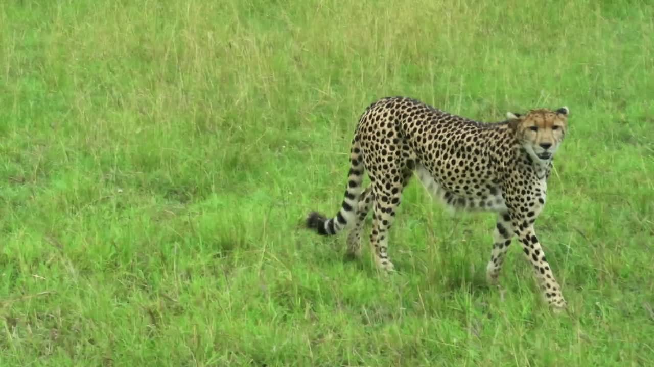 elegante guepardo moviendo las orejas y caminando por las praderas de la sabana