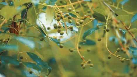 Green-berries-on-the-tangled-branches