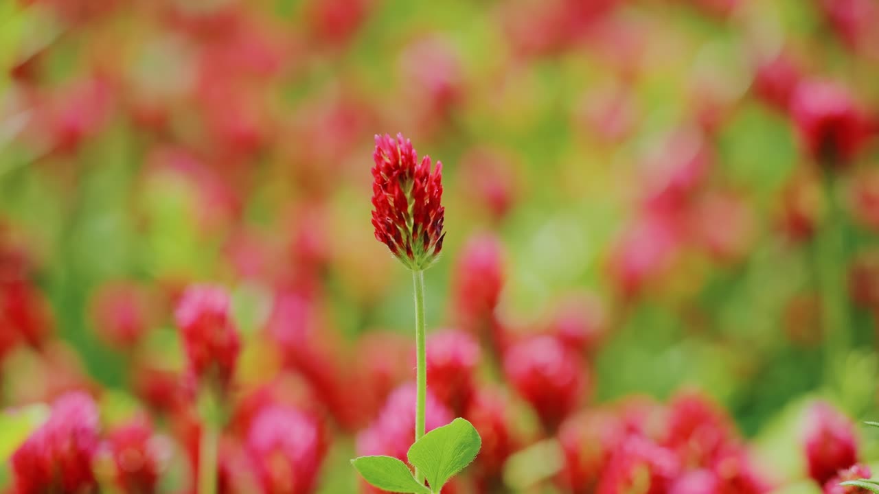 Close up shows single incarnate clover gently swaying in Baltic summer breeze