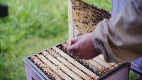 the beekeeper takes out a frame full of honey from the hive.