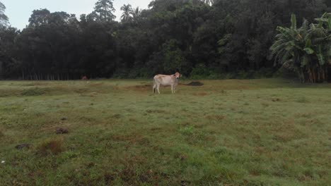 Cows-are-grassing-in-the-field-at-Siquijor-Island-Cinematic-Drone-Aerial-in-4K