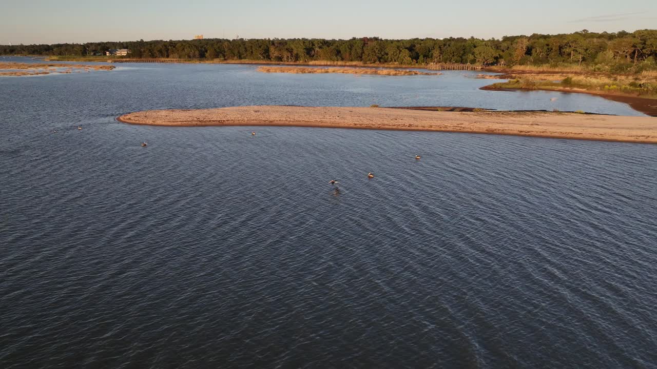 pelícanos pescando a lo largo del pantano en mobile bay, alabama