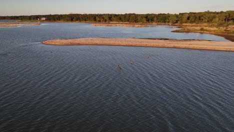 pelicans fishing along the marsh on mobile bay, alabama