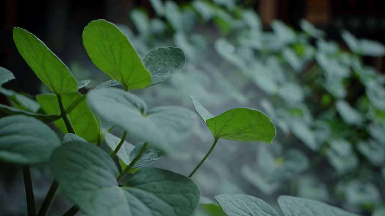 Close-up video of lush green leaves with a soft focus background