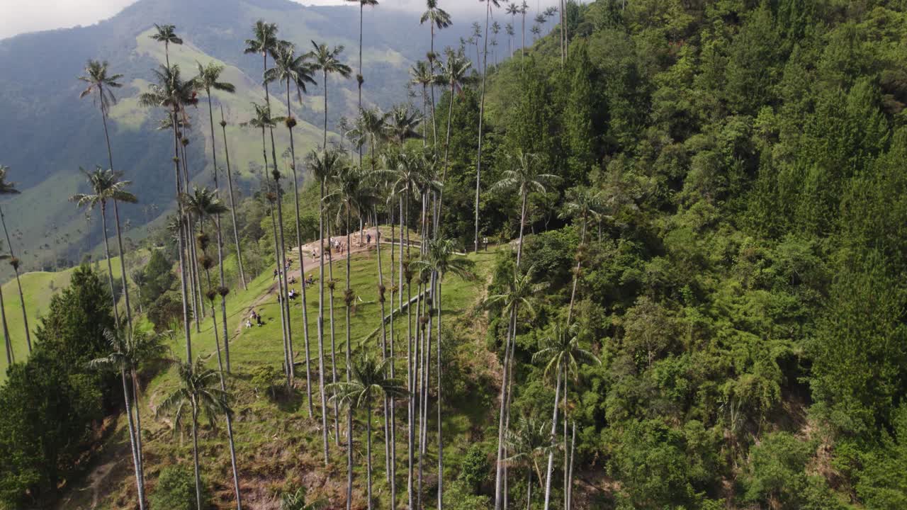 vista aérea de las palmeras de cera del valle de cocora, colombia