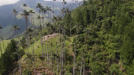 aerial fly-over view of cocora valley's wax palms, colombia