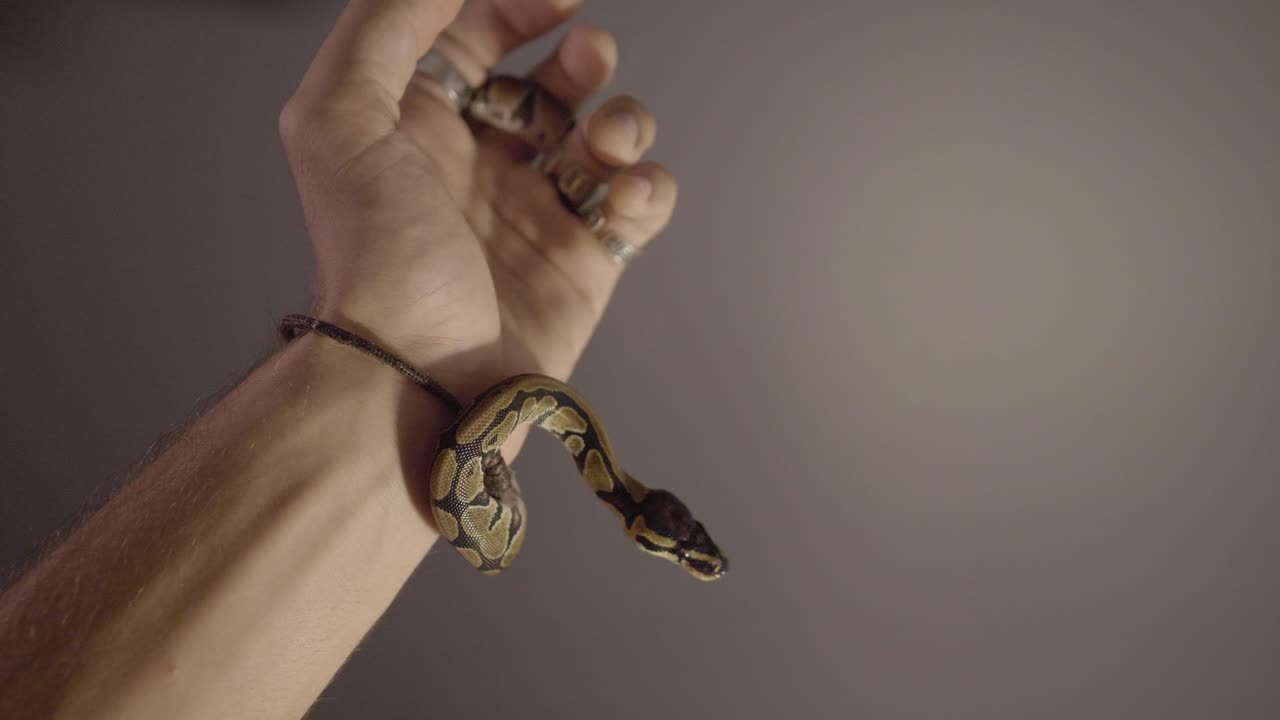 bebé phyton moviéndose alrededor de las manos