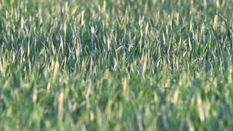 recently sown wheat moved by the wind