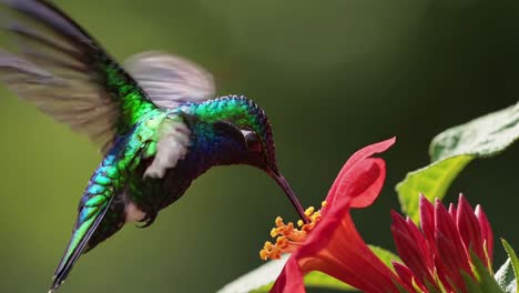 colorful hummingbird feeding on a flower