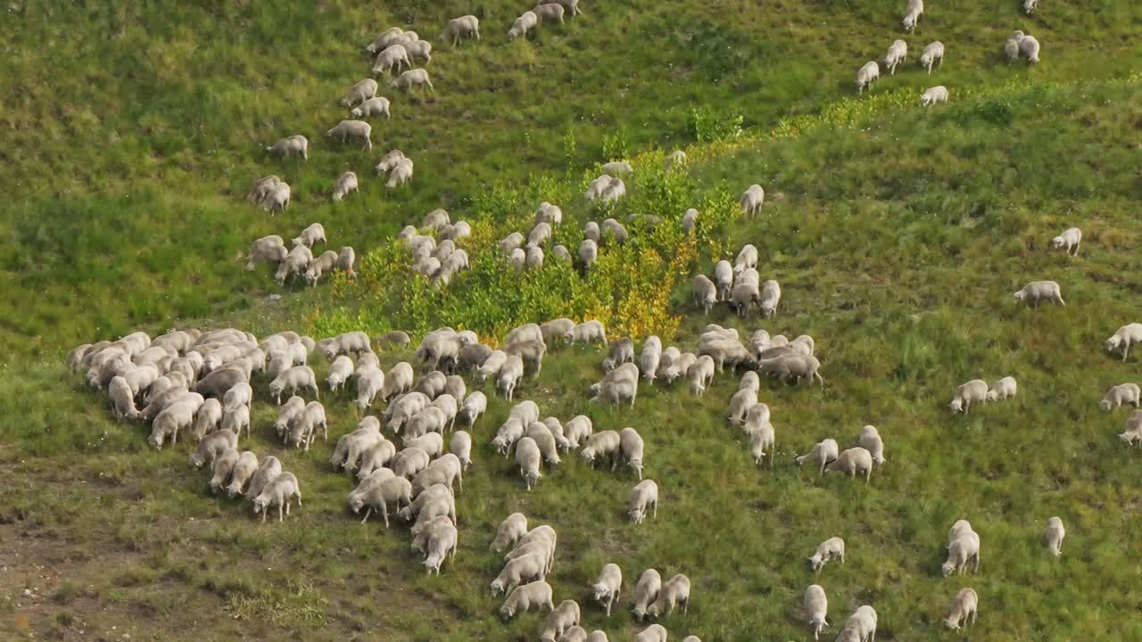 Telluride Colorado hundreds of sheep herd farming ranchland aerial drone summer Last Dollar Road Mount Sneffels Wilderness San Juan Rocky Mountains Range airport Uncompahgre Forest zoomed in left
