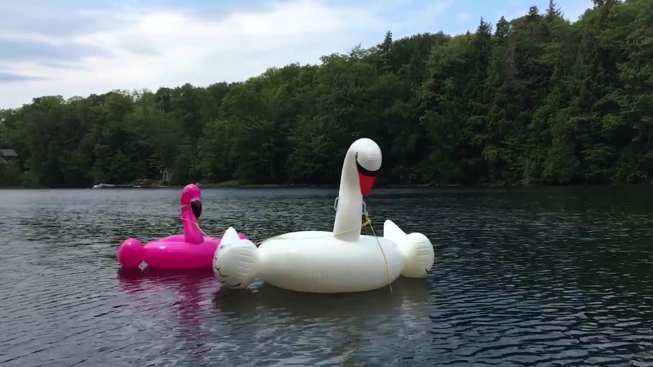 Giocattoli gonfiabili a forma di cigno e fenicottero che galleggiano nell'acqua del lago; timelapse