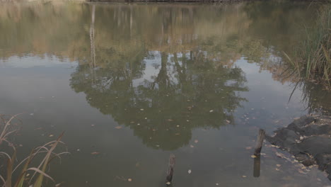 reflection of tree at autumn in a lake - pond in slow motion -ungraded