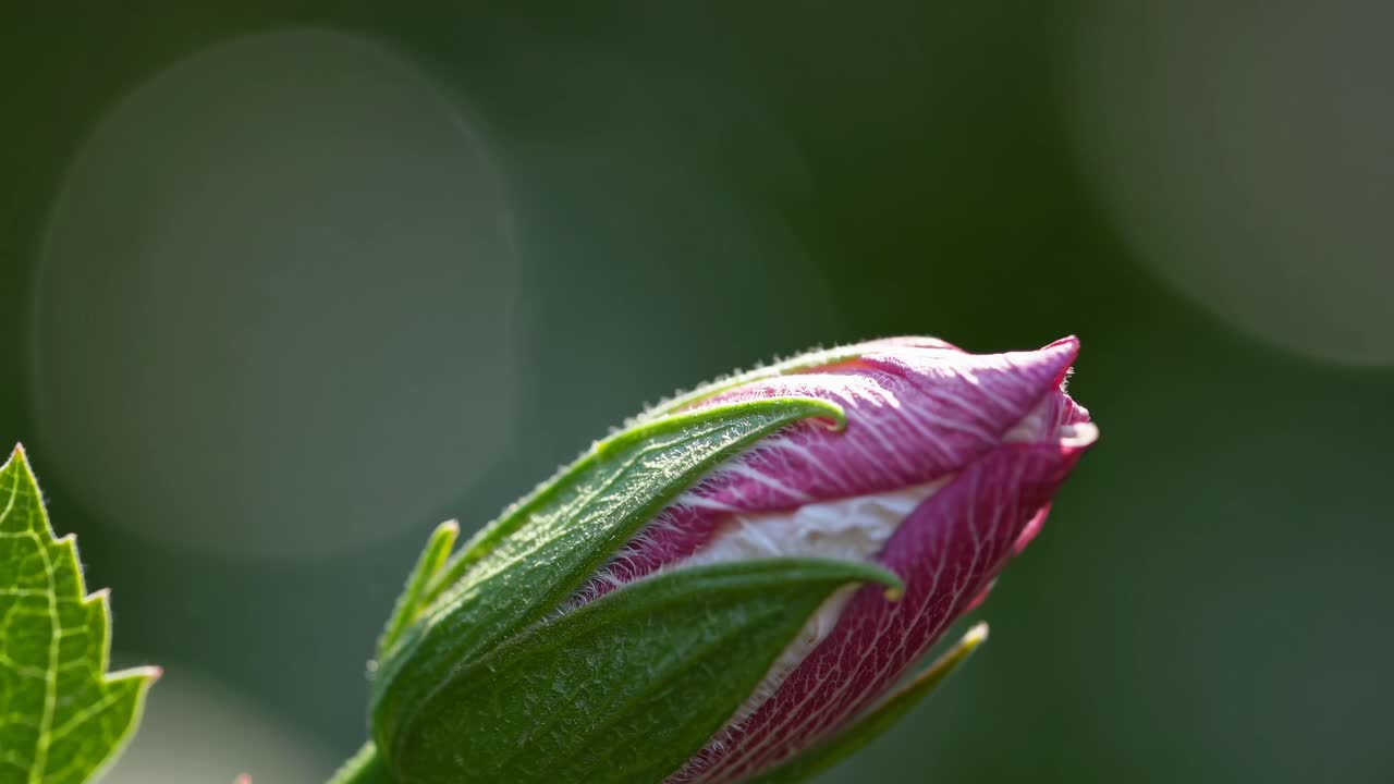 Close-up of a vibrant pink and white hibiscus flower, captured from a low angle, ideal for a nature