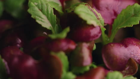 close-up of colorful microgreens