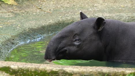 cute malayan tapir soaking in the pool of water, cooling off from the heat, sticking its tongue out and looking around its surroundings, close up shot of an endangered species